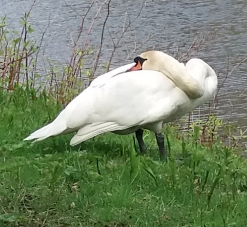 Swan  παζλ online