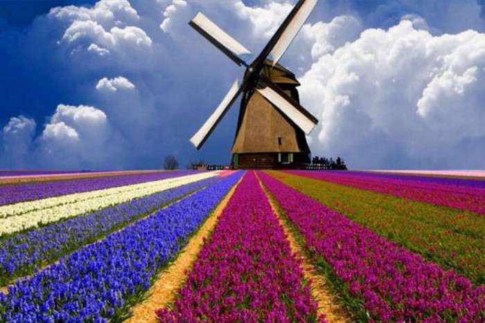 Windmill on the field. jigsaw puzzle online