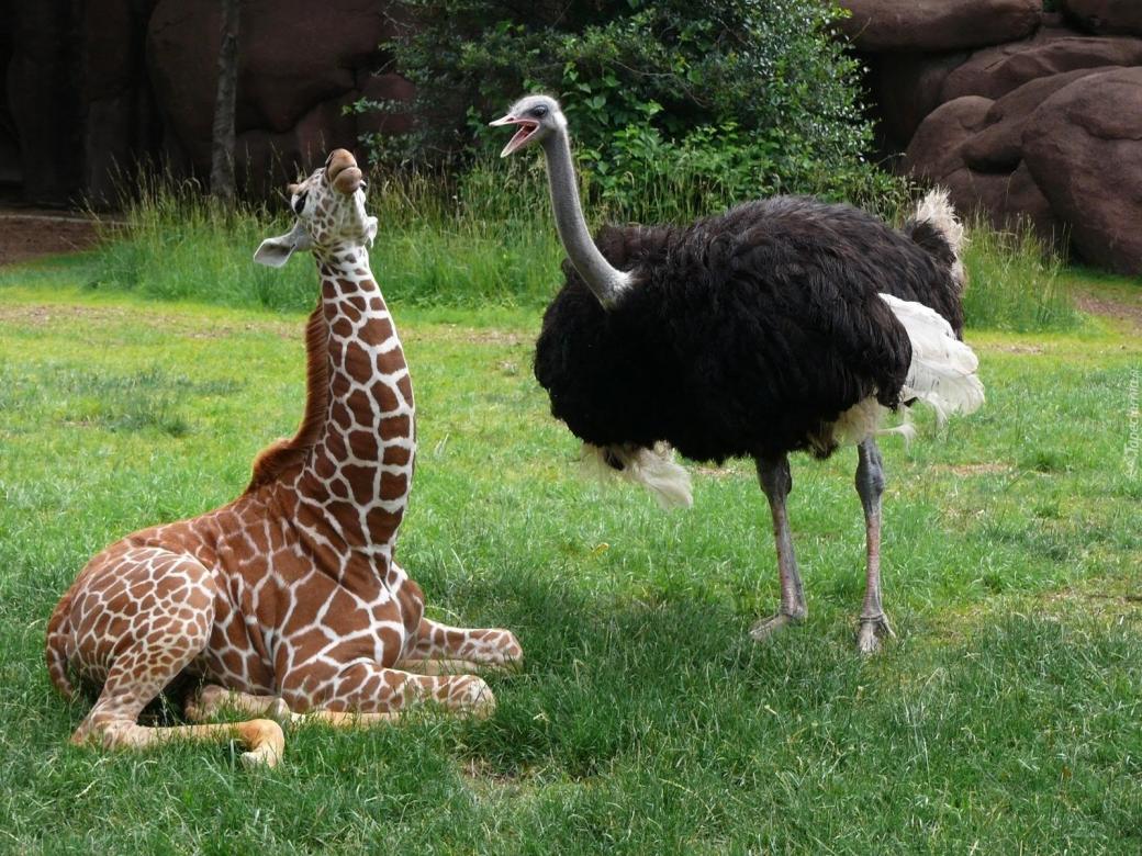 Struisvogel en giraf online puzzel