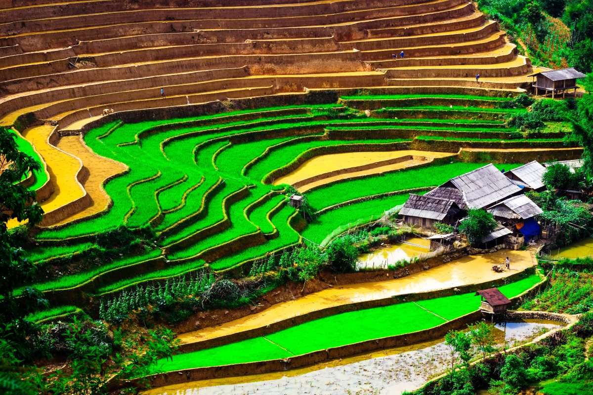 Campos de arroz. quebra-cabeças online