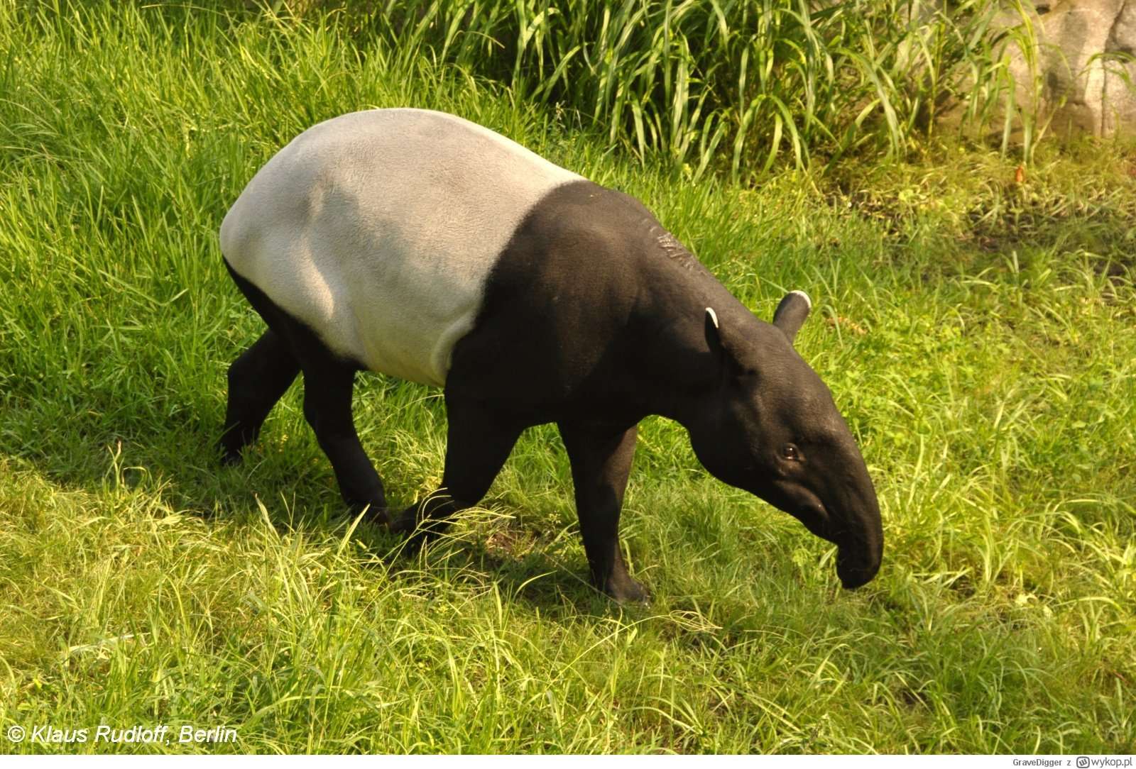 Maláj tapír. kirakós online