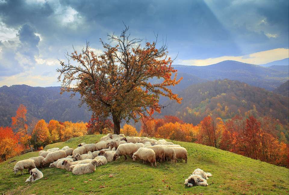 Rumänische Schafe. Puzzlespiel online