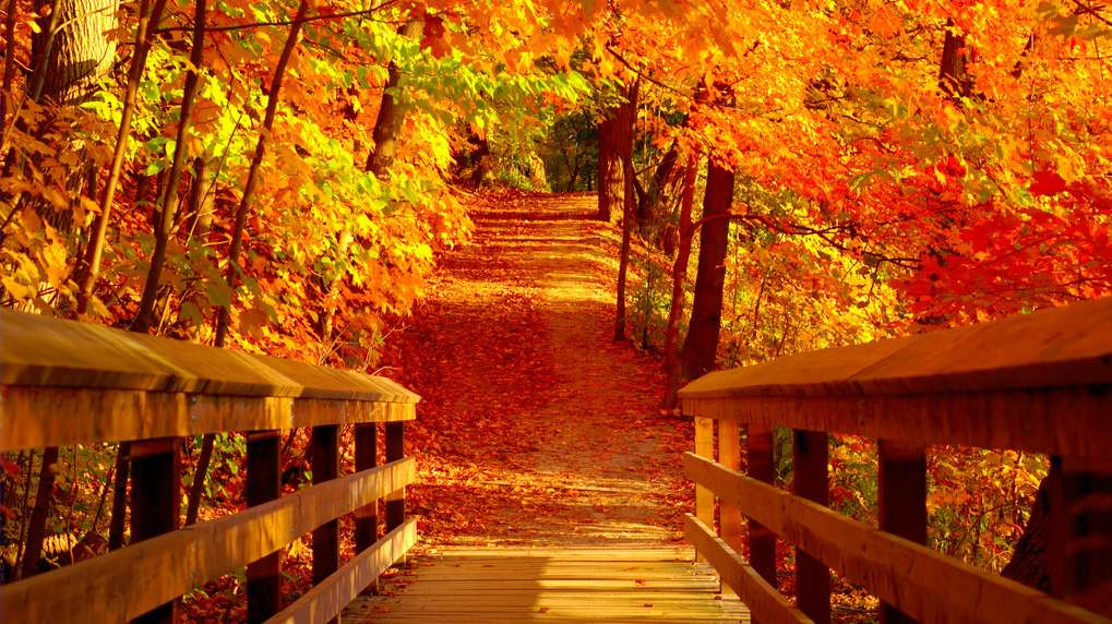 autumn landscape, autumn leaves, autumn leaves online puzzle