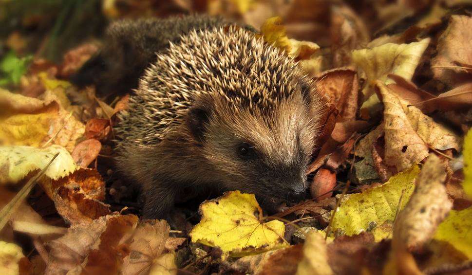 hedgehog among leaves online puzzle
