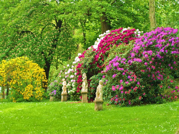 Rododendros e azáleas. puzzle online