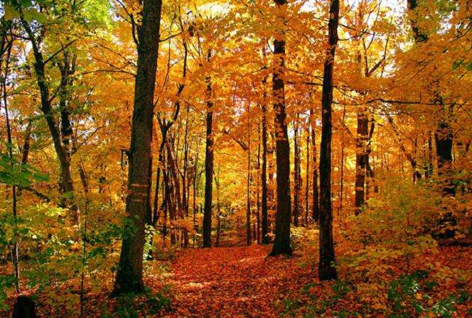 őszi erdő kirakós online