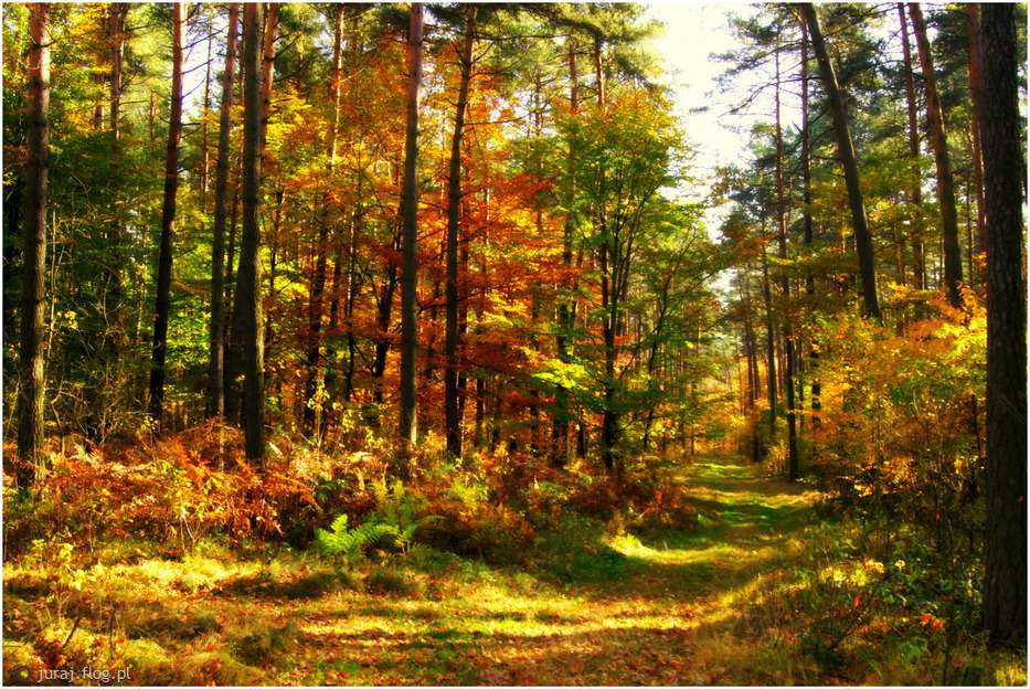 bosque de otoño rompecabezas en línea