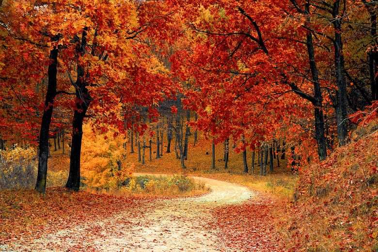 podzimní les skládačky online