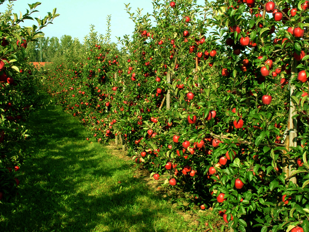 Apple orchard. online puzzle