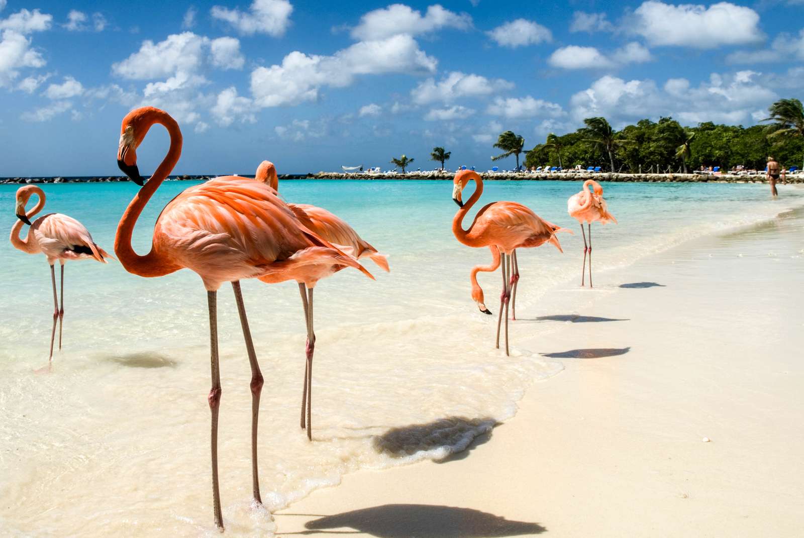 Flamingos på stranden. Pussel online