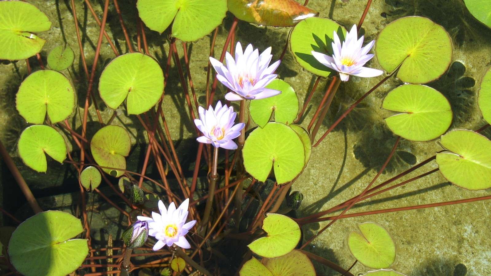 Bloemen in wetlands. online puzzel