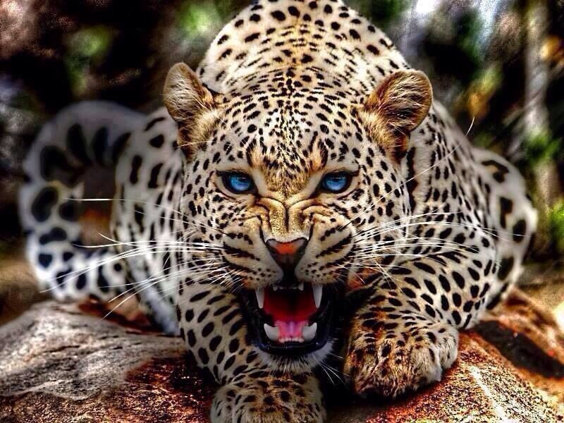 Leopard. pussel på nätet