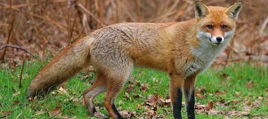 Red Fox pussel på nätet