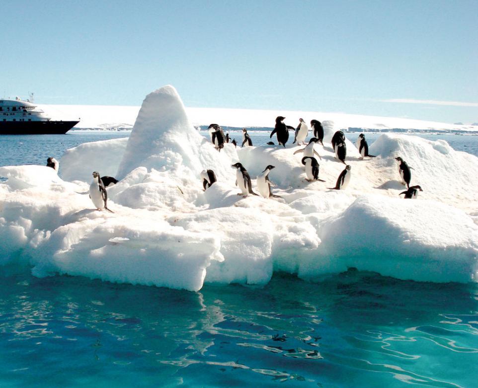 Пингвины. онлайн-пазл
