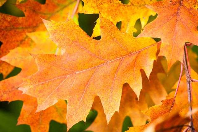 дубовые листья, осенние листья пазл онлайн