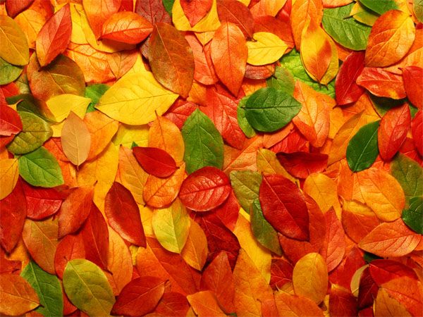méli-mélo d'automne puzzle en ligne