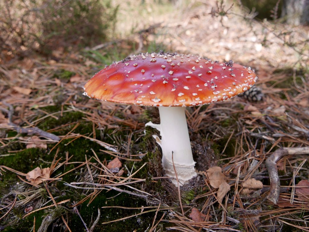 A toadstool in the forest. online puzzle