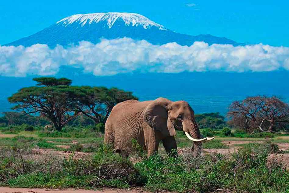 Afrikanischer Elefant. Online-Puzzle