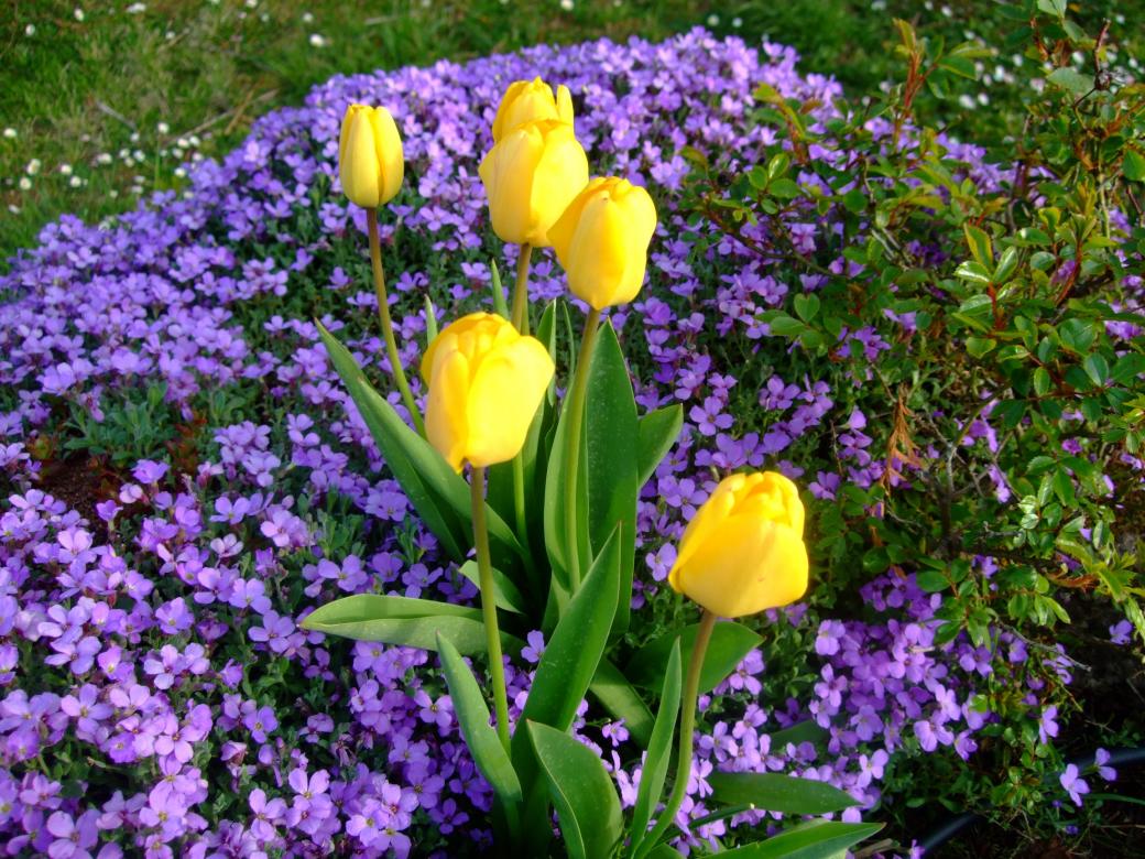 tulipán žlutý skládačky online