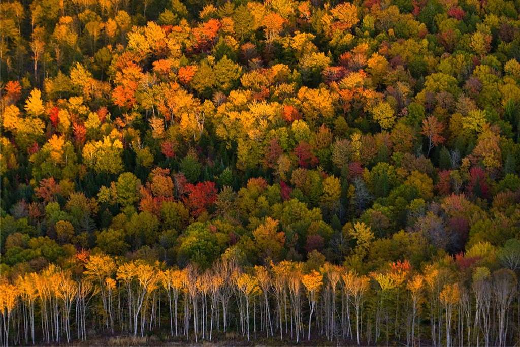 paisagem de outono quebra-cabeças online