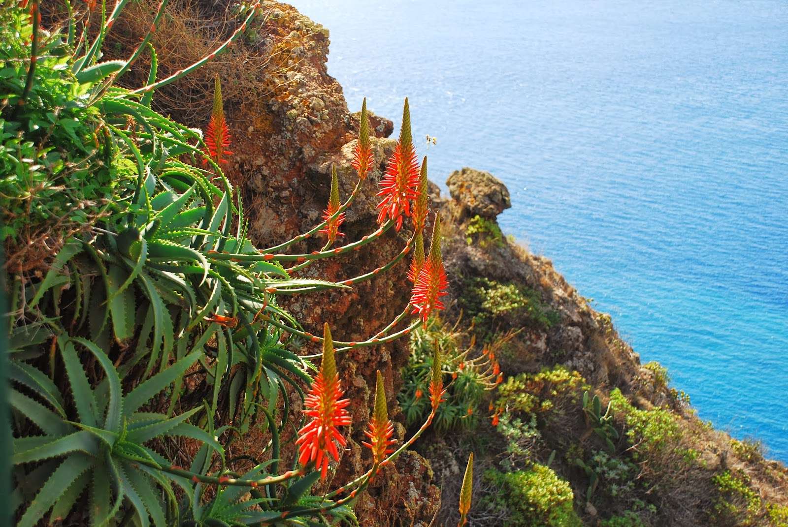 Blumen auf der Insel Madeira. Puzzlespiel online