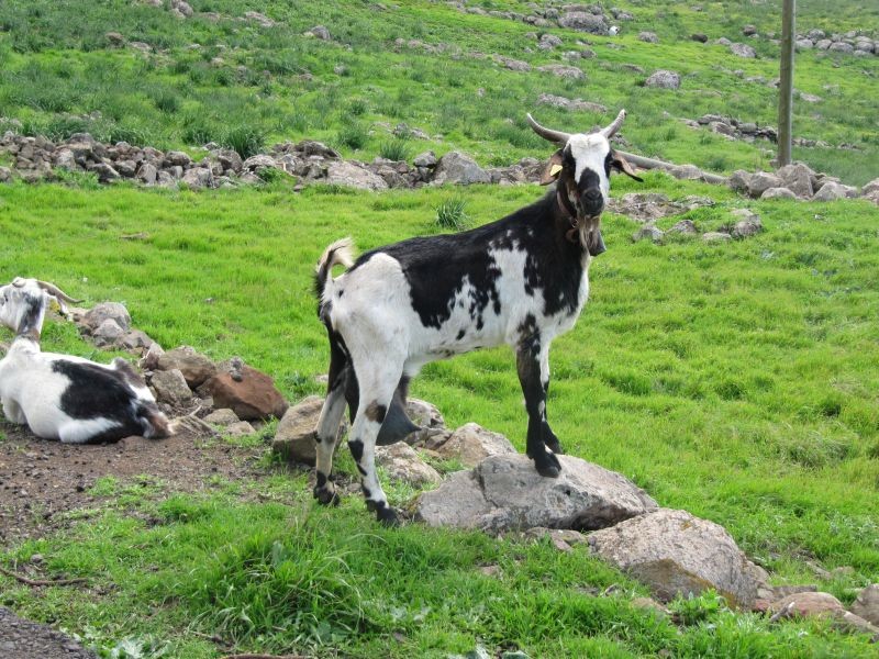 Goats from Bolivia. jigsaw puzzle online