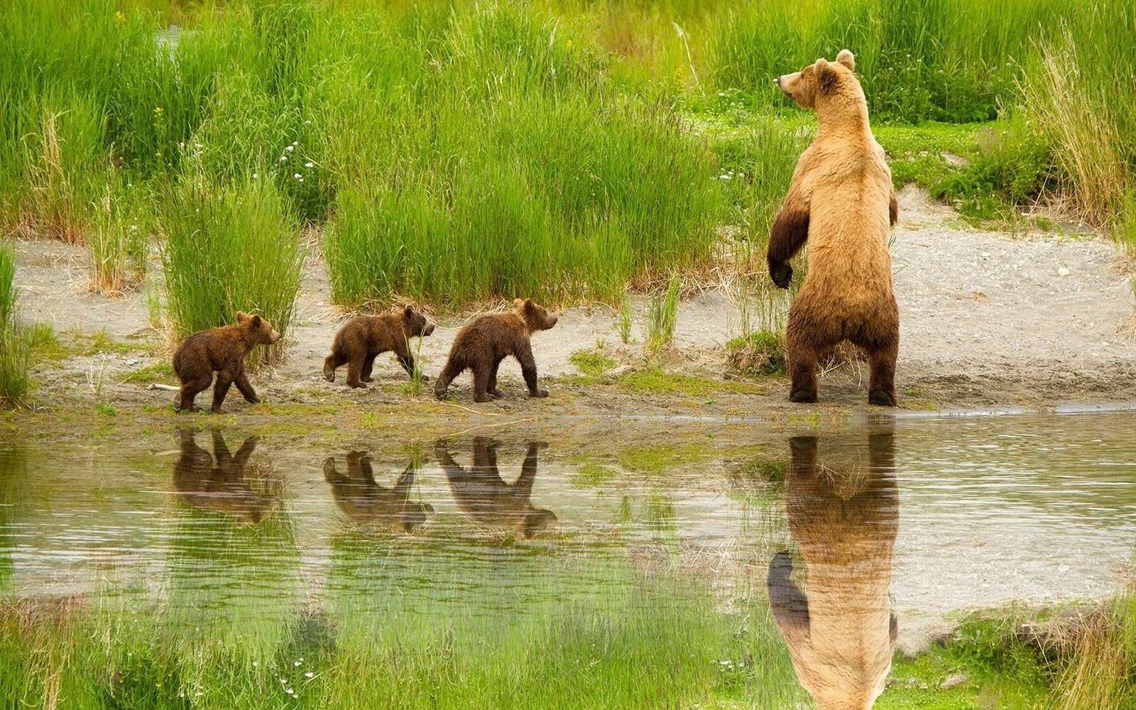 Família do urso. puzzle online