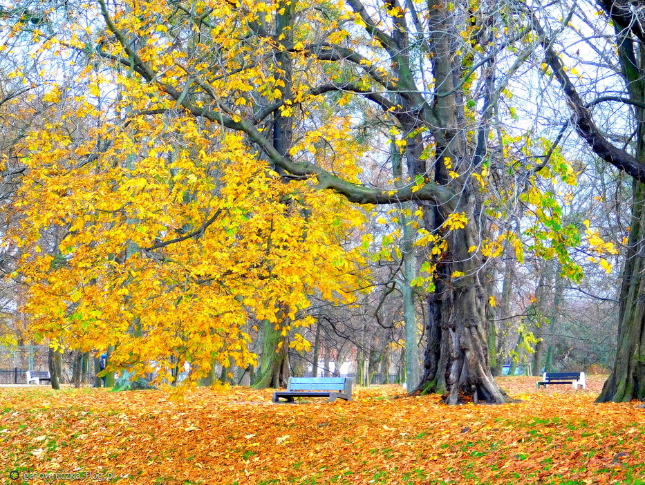 Осень в парке. пазл онлайн