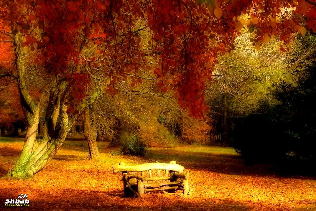 Осень в парке. пазл онлайн