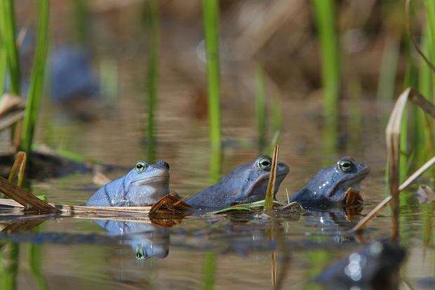 Frogs in the pond. jigsaw puzzle online