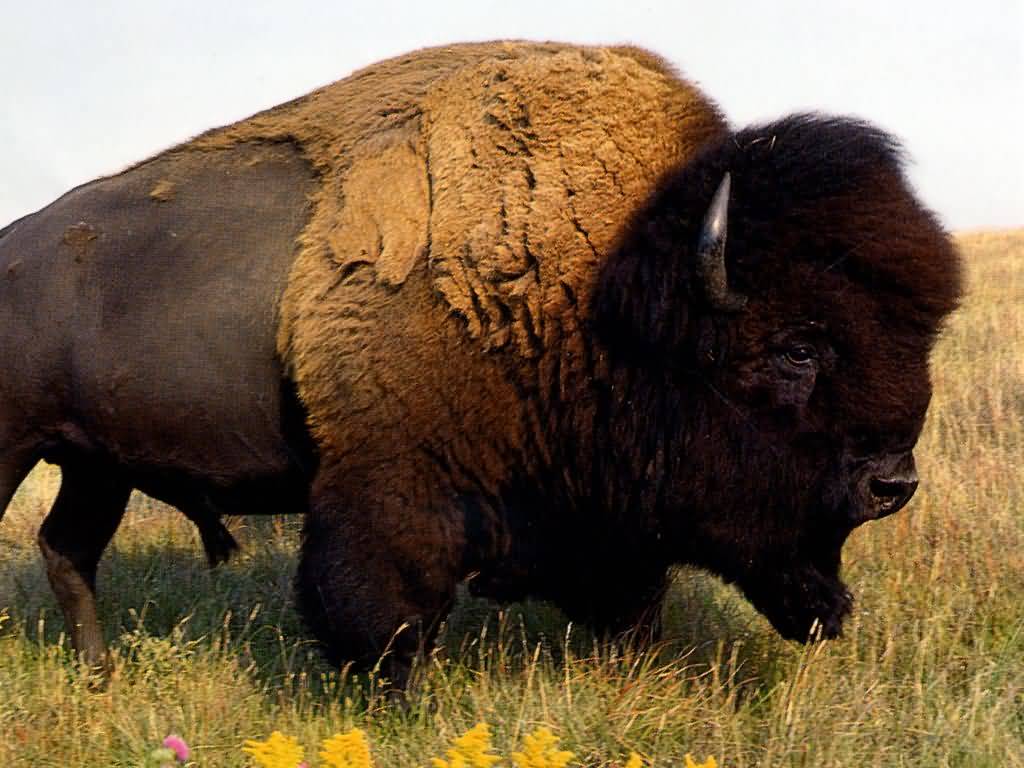 Amerikansk bison. pussel på nätet
