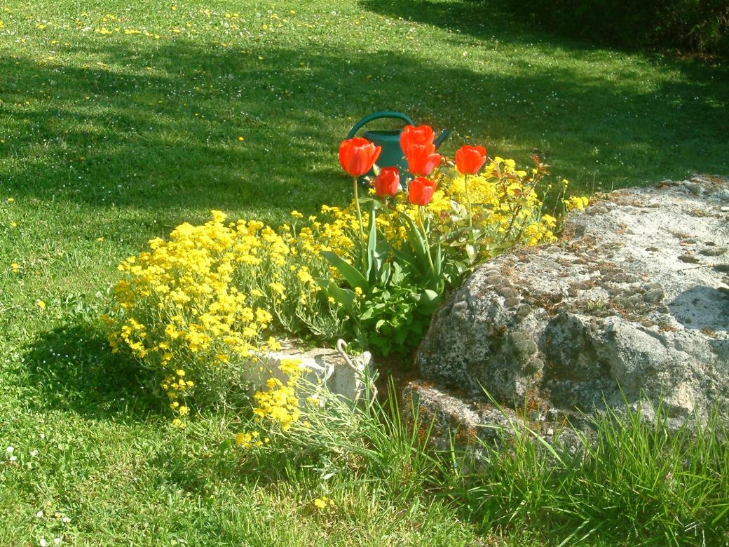 Tulipes Rouge kirakós online