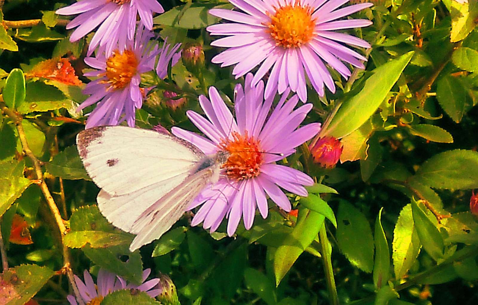 papillon blanc Pussel online