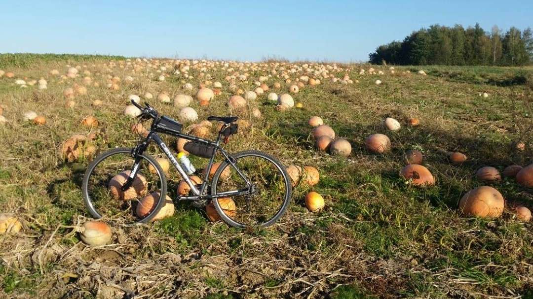 Pumpkins on the field. jigsaw puzzle online