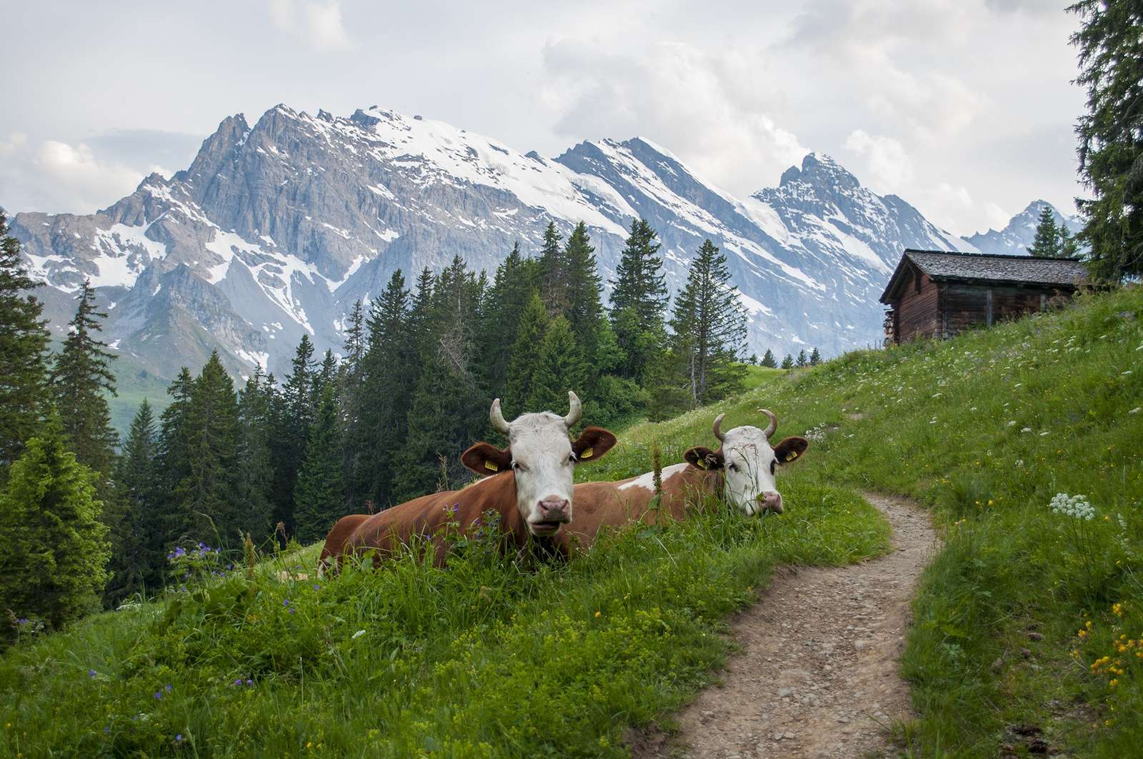 Vaches alpines. puzzle en ligne