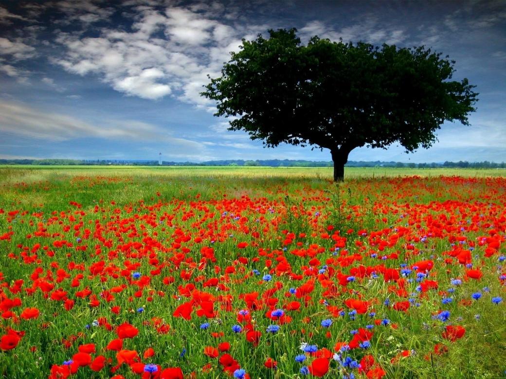 Poppies and cornflowers. online puzzle