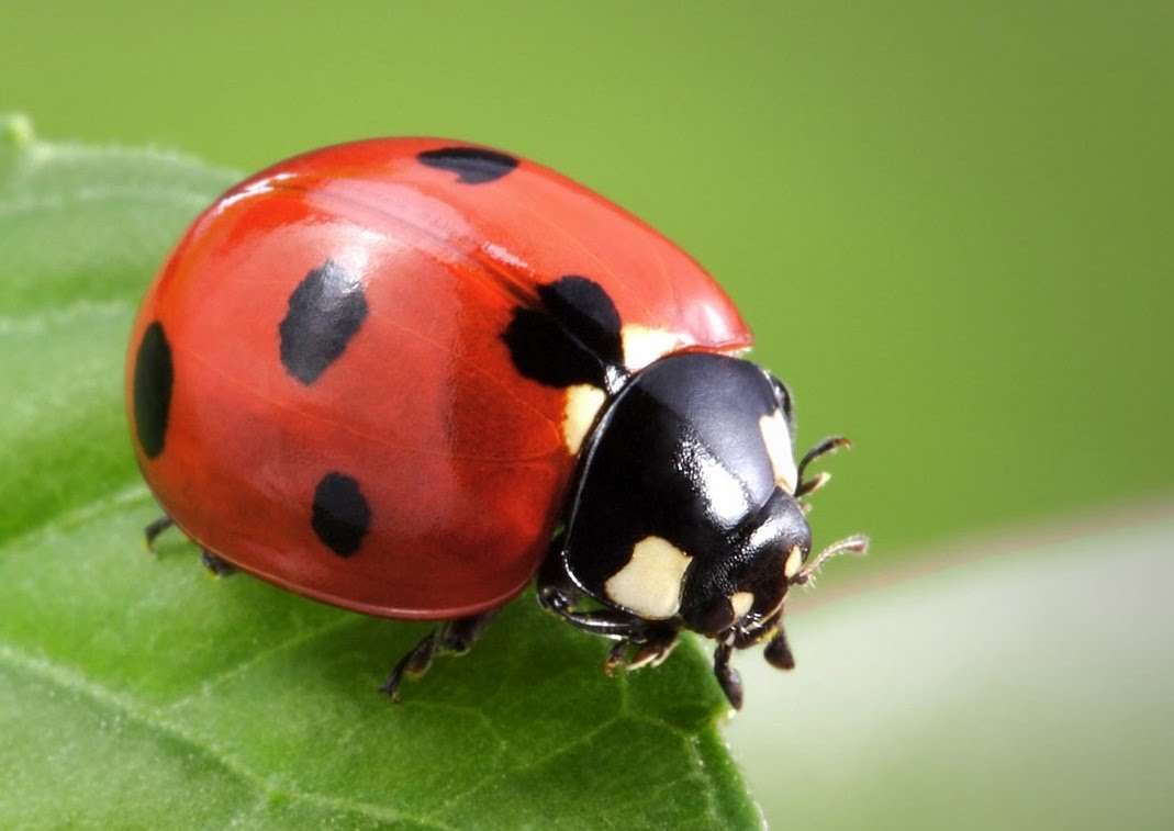 Ladybug online puzzle