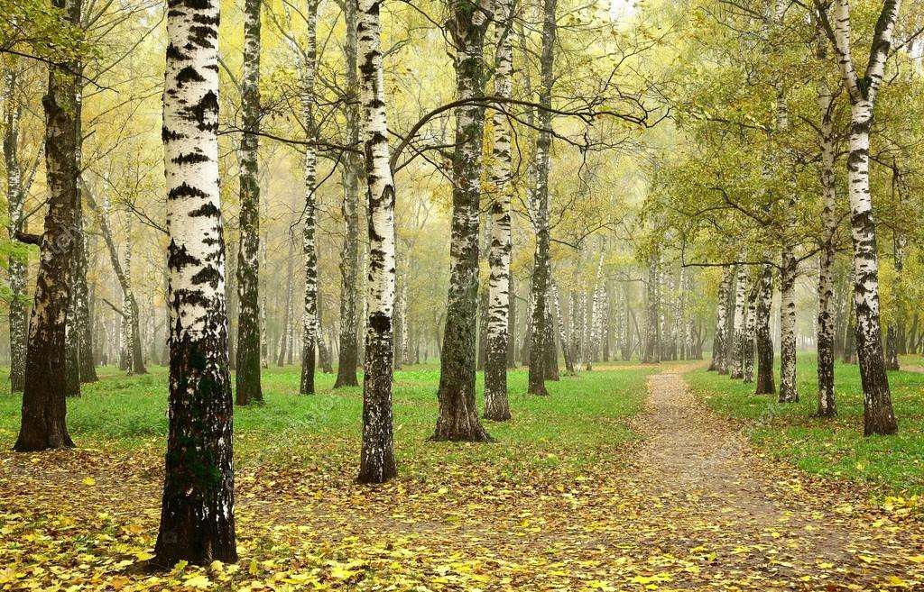 Birch forest. online puzzle