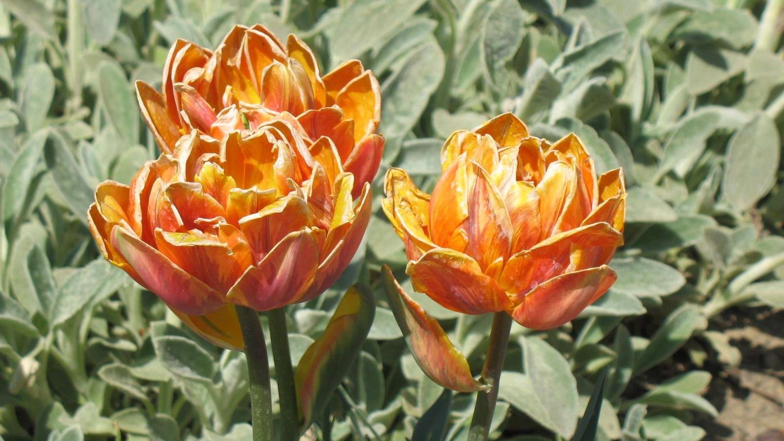 Tavaszi tulipánok. kirakós online