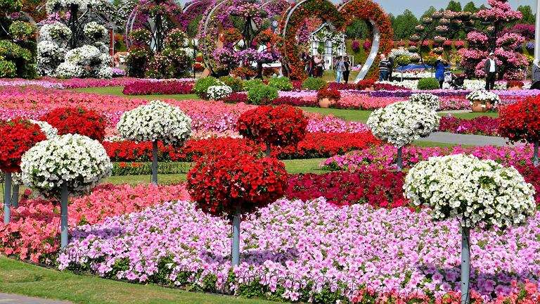 Miracle Garden in Dubai. jigsaw puzzle online