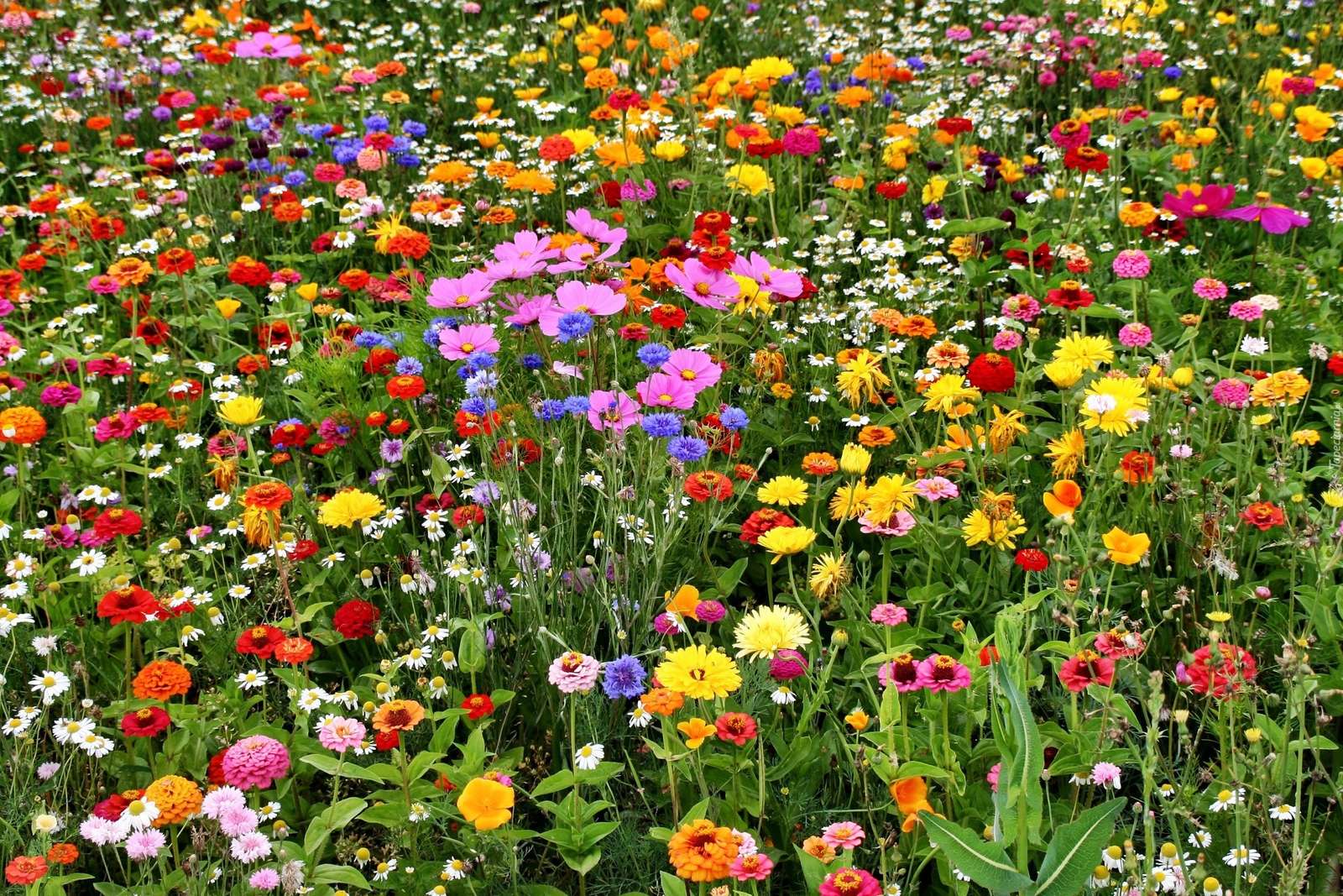 Campo de flores en el prado. rompecabezas en línea