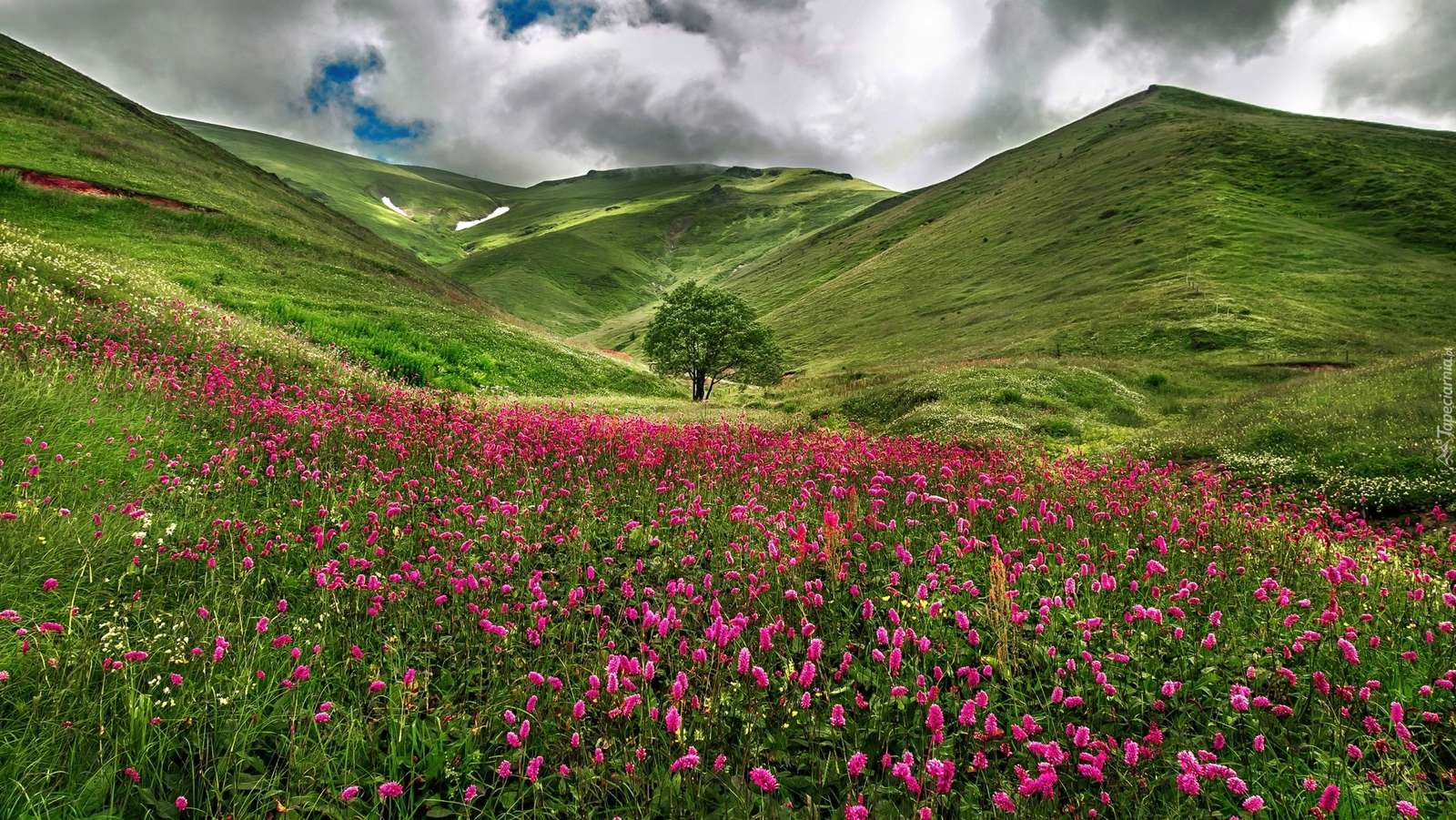 Λουλούδια στους λόφους. online παζλ