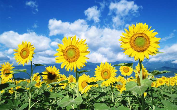 Sonnenblumen auf dem Hintergru Puzzlespiel online