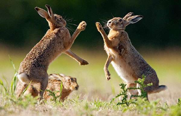 Hare fight. jigsaw puzzle online