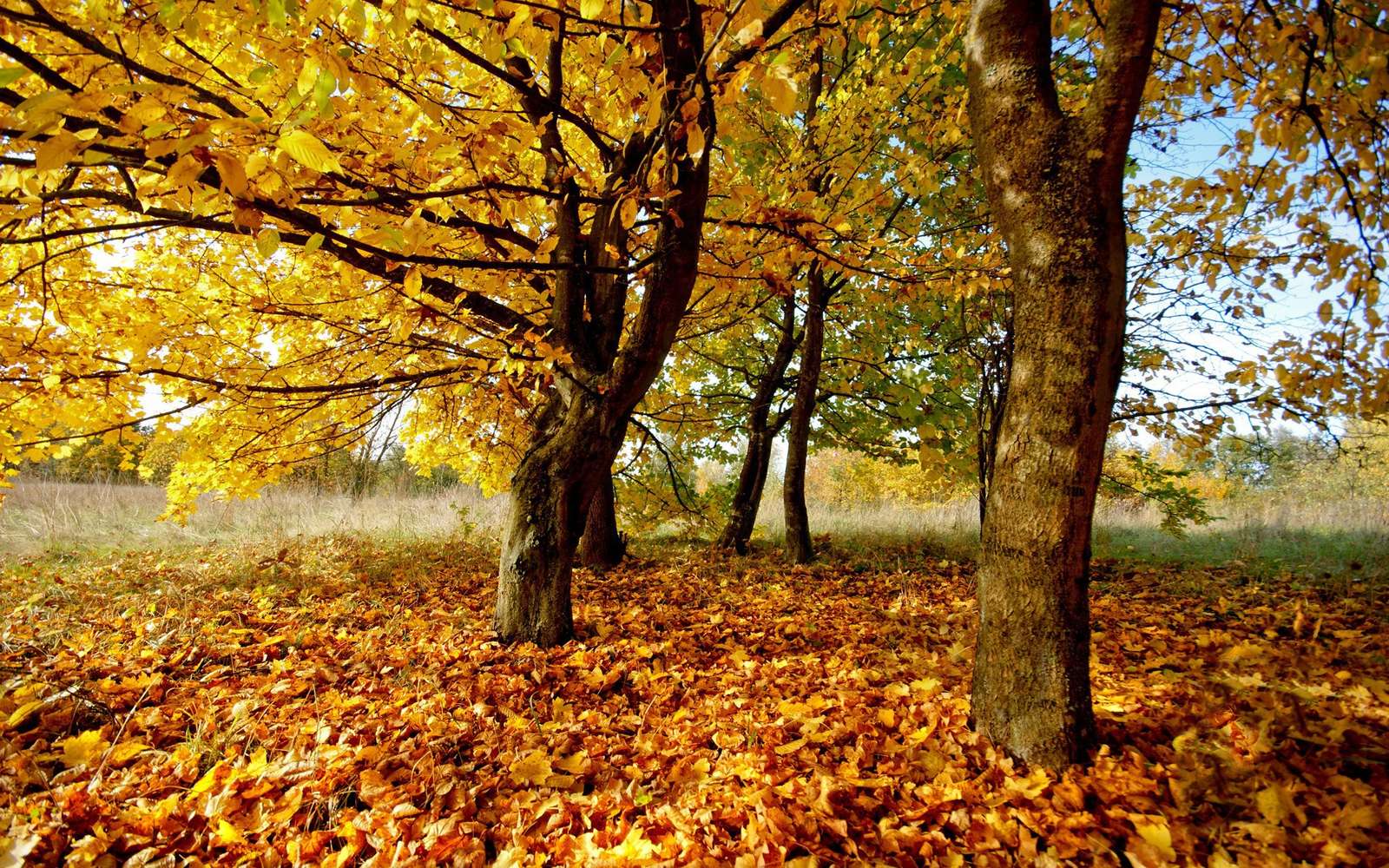 herfst landschap online puzzel
