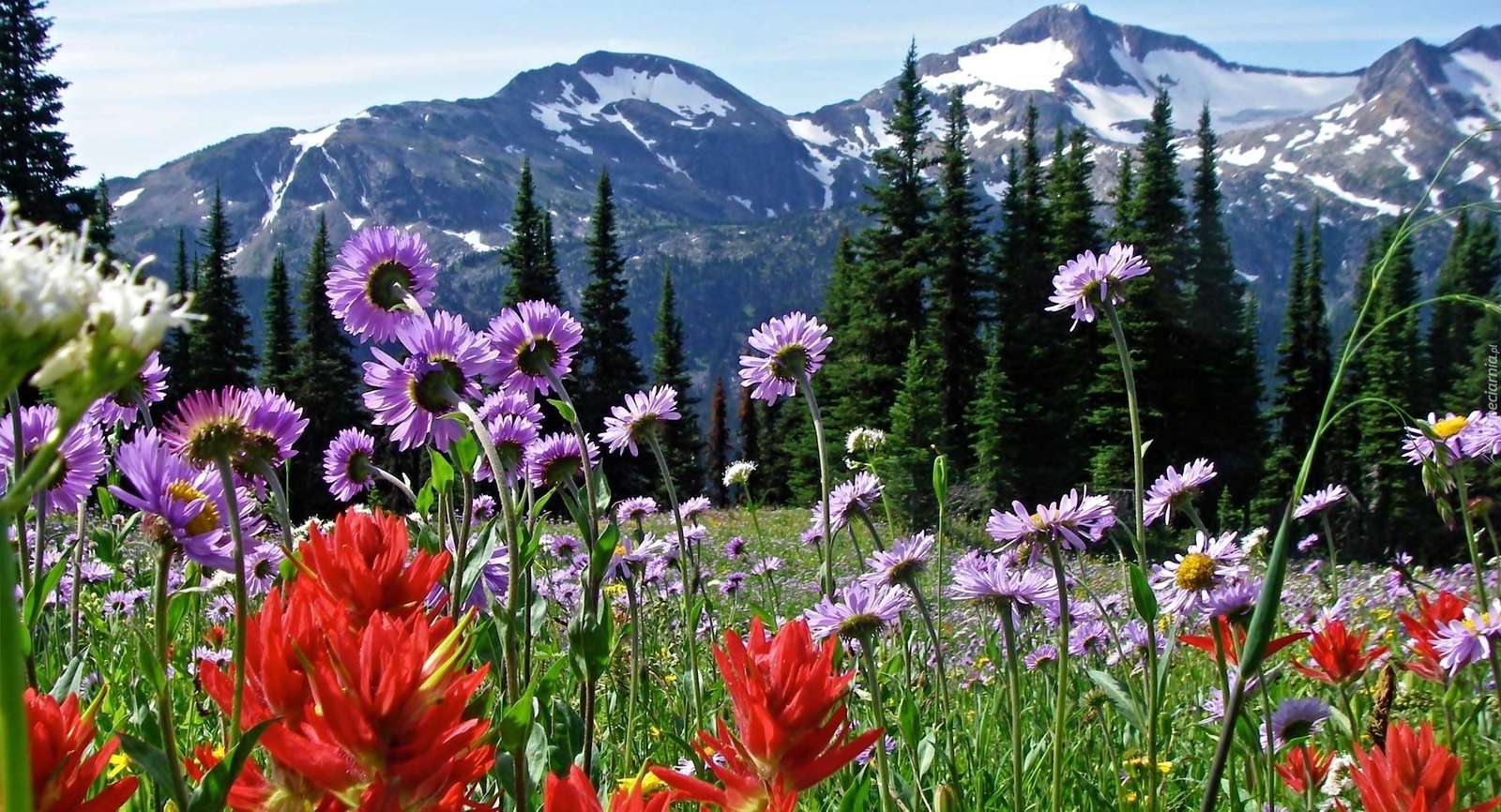 Цветя на планинска поляна. онлайн пъзел