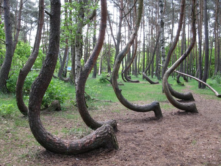 Crooked Forest. Pussel online