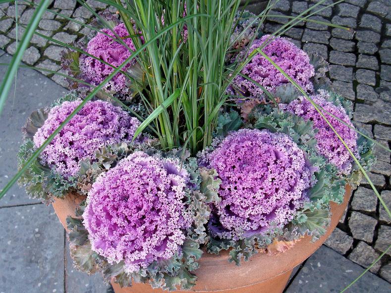 Ornamental cabbage. jigsaw puzzle online