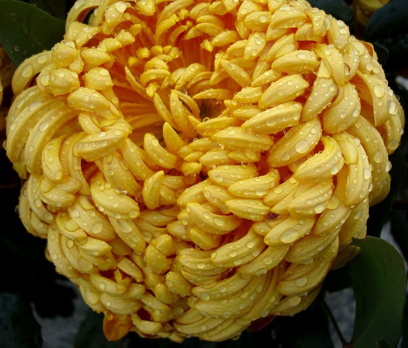 Amber chrysanthemum. online puzzle