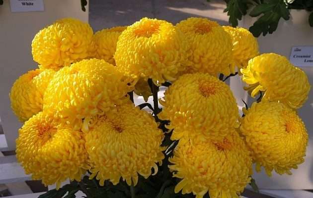 Красивые хризантемы. онлайн-пазл